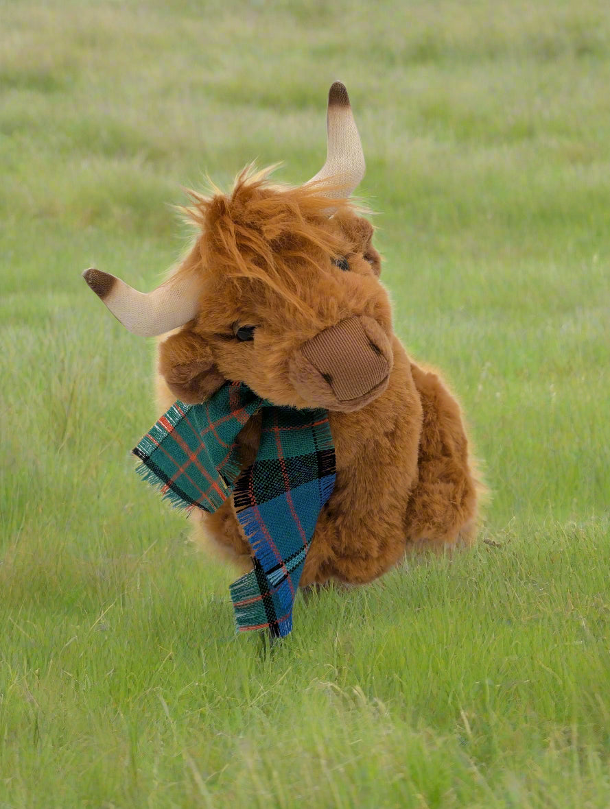 Small Highland Cow