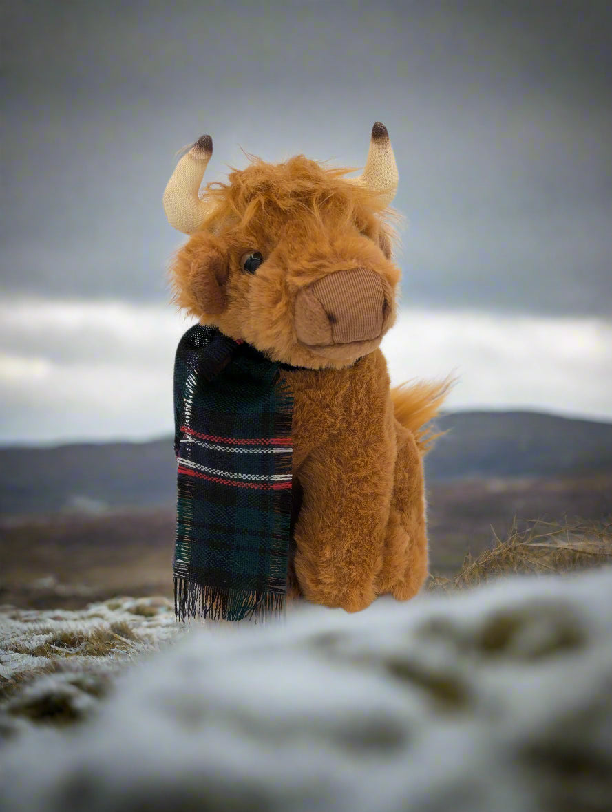 Small Highland Cow